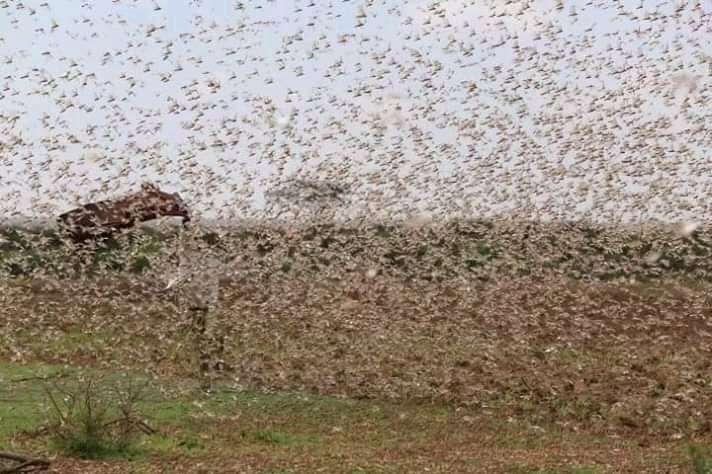 Swam of Locust invasion threatens food security